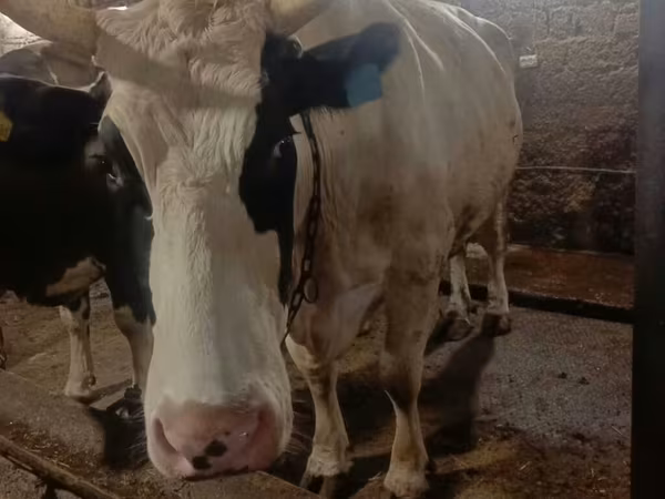 Cow, Simmental cattle
