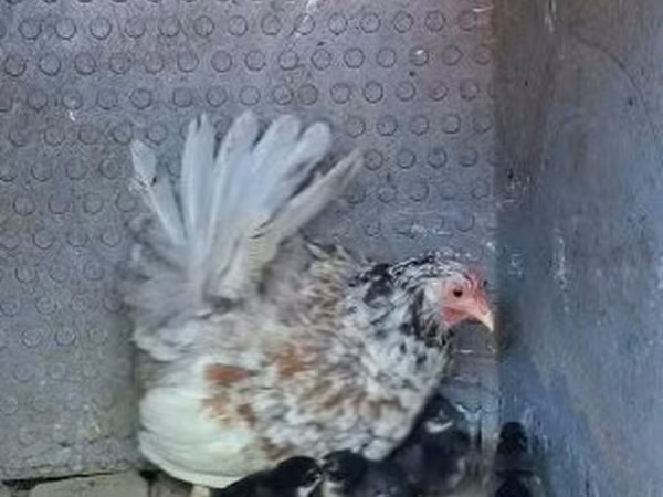 Chickens — Hungria