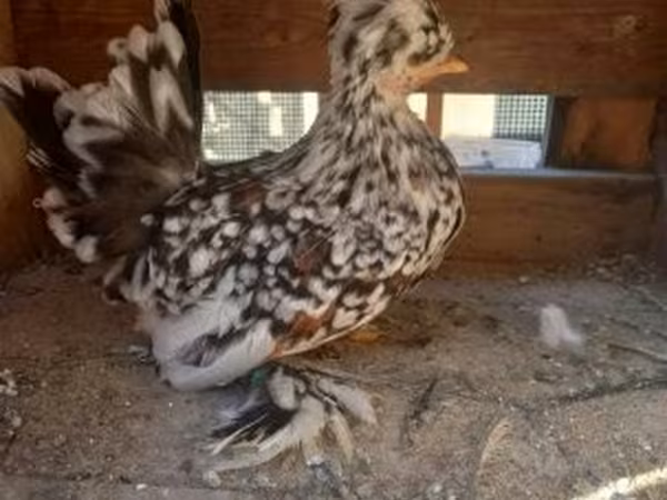 Chickens