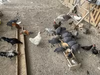 Turkeys — foto 1