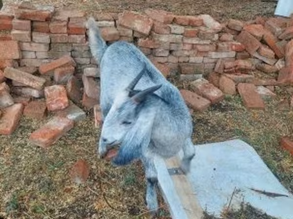 बकरी, Nubian Goat