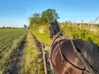 雄馬, Nonius horse — 写真 1
