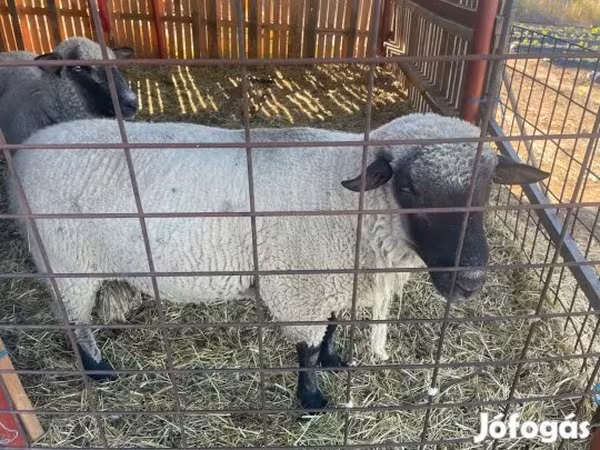 Ovan, Shroshire sheep