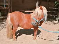حصان, Shetland Pony — الصورة 3