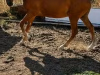घोड़ा, Haflinger — फ़ोटो 3