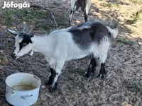 Billy Goat, Goats — photo 1