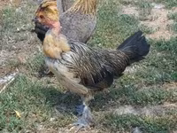 Chickens — الصورة 3