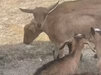 बकरा, बकरियाँ — फ़ोटो 4
