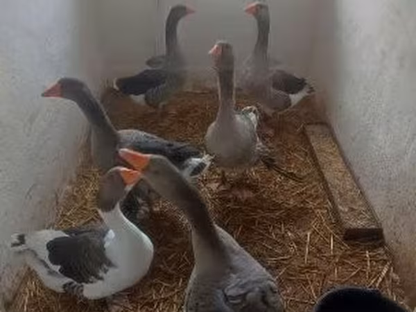 Ganso Dinamarquês Cinza e Cinza Mosqueado