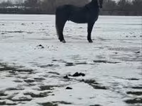 Koń, Lipizzaner — zdjęcie 1