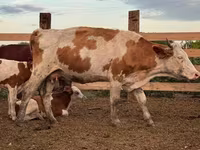Krowa, Swiss cattle — zdjęcie 6