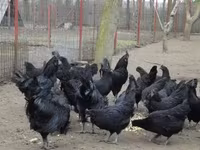 Ayam Cemani — Foto 8