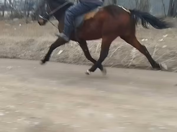 Pastuv, Коњи