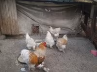 Brahma — foto 3