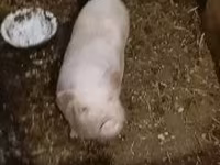 母猪, Вьетнамская вислобрюхая — 照片 4