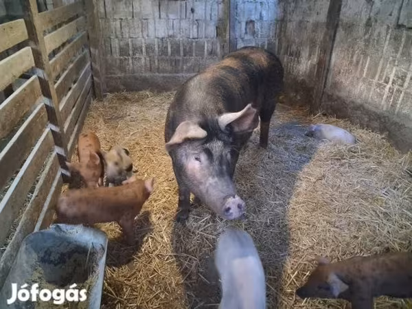 Cerda, Cerdos