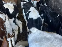 Byk, Russian Black pied cattle — zdjęcie 1