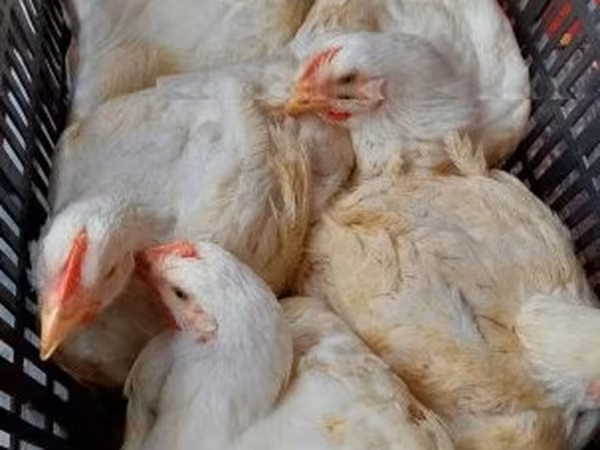 Chickens — ハンガリー