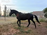 母马, Horses — 照片 6