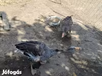 Geese — photo 3