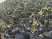 Guinea fowl — Foto 5