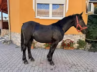 حصان, Hungarian horse breed — الصورة 5