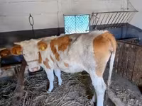 Kuh, Simmental cattle — Foto 5