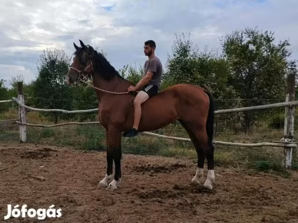 Hengst, Dutch warmblood horse