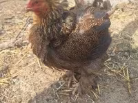 Chickens — zdjęcie 5