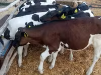 Bull, Cattle — photo 1