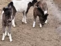 公马, Shetland Pony — 照片 5