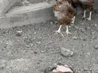 Chickens — zdjęcie 2