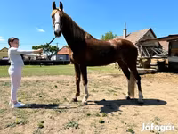 Kobila, Dutch warmblood horse — fotografija 3