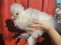 Silkie — zdjęcie 3