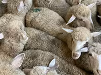 Sheep, Sheep — photo 3