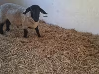 Қошқар, White Suffolk sheep — 4-сурет