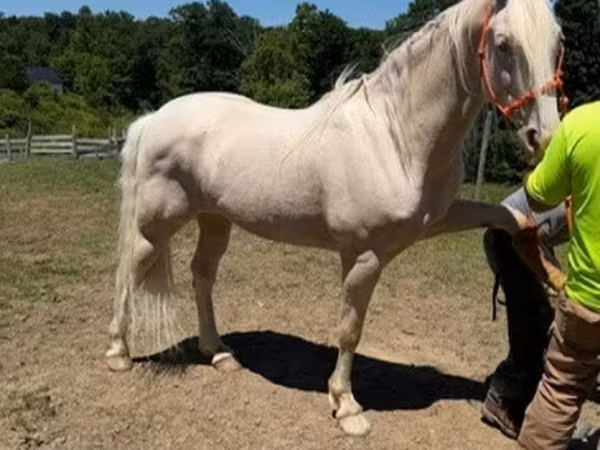 Pastuv, Kentucky mountain daddle horse