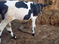 Bull, Russian Black pied cattle — photo 6