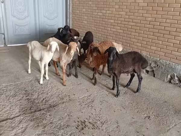 Вівці (партія, стать не вказано), Вівці