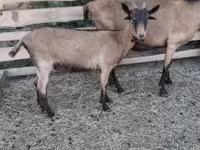 बकरा, Alpine goat — फ़ोटो 4