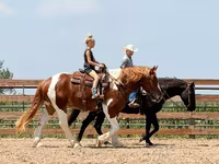 Pastuv, Pinto horses — fotografija 7