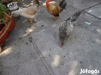 Japanisches Bantam — Foto 4