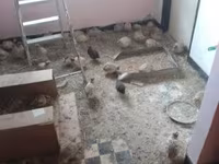 Quails — Foto 3