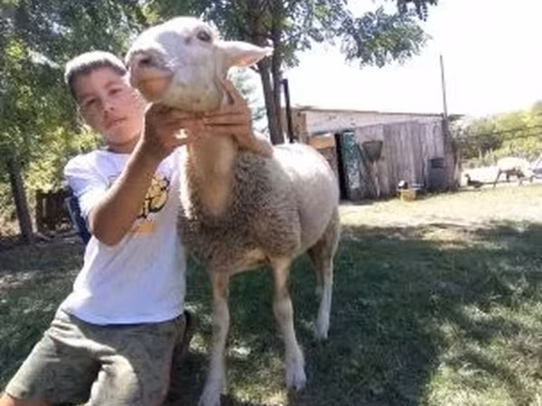 Owca, Lacaune sheep