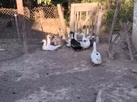 Chickens — foto 6