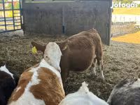 Kuh, Simmental cattle — Foto 3