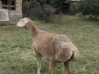 Brebis, Arashan sheep — photo 3