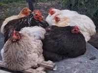 Chickens — zdjęcie 2