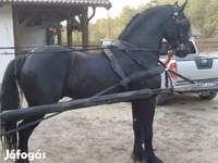 Pastuv, Friesian — fotografija 1