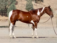 Horse (M), American paint horse — photo 1
